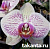 Phalaenopsis P21-25 / 100 Seedlings