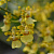 Oncidium Sphacelatum / 20 Blooming Plants