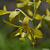 Dendrobium UA74 / 100 Seedlings