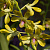 Dendrobium UA 52 / 100 Seedlings