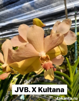 VT. JVB. X Kultana / 10 Blooming Plants