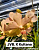 VT. JVB. X Kultana / 10 Blooming Plants