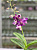 Dendrobium Blue Supot / 20 Blooming Plants