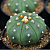 Astrophytum asterias ‘nudum’