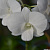 Dendrobium White Nobhadol # NB31 / 100 Seedlings