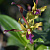 Dendrobium UA 98 / 100 Seedlings