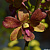 Dendrobium OT323 / 100 Seedlings