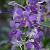 Dendrobium Purple Comely #UA84 / flask