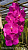 Vanda Somsri Glory Pink Lady / 50 Seedlings
