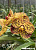 V. KULWADEE FRAGRANT #E527 / 10 Blooming Plants