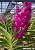 V. Sasicha x Pine River Pink / 10 Blooming Plants