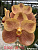 V. FHOHS HARVEST MOON x DHONGCHAI PULSANATAISOZ #E502 / 10 Blooming Plants