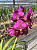 V. Dr.Anek x Taweesuksa / 10 Blooming Plants