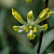 Dendrobium Genting Royal / flask