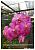 Vanda Sankampaeng x Tubtim Velvet/ 50 Seedlings