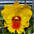 Cattleya NP Gold / 10 Blooming Plants