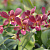 Dendrobium Senberry MLTF / flask