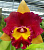 Cattleya Rungnapha Fancy No.1 / 10 Blooming Plants