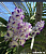 V. COELESTIS X SASICHA #E512/ 10 Blooming Plants