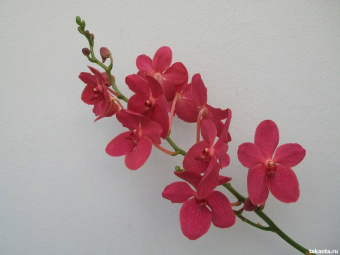 Mokara Salaya Red / 10 Blooming Plants