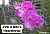 V. Hilo Rose X V.Bitz’s Heartthrop #1/ 10 Blooming Plants