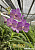 V. SRIMAHAPHO STAR x SASICHA #E500/ 10 Blooming Plants
