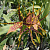 Oncidium Mtssa Shelob Tolkien / 100 Seedlings