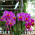 Cattleya Nick 44 / 10 Blooming Plants