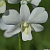 Dendrobium White Shawin 5N / 100 Seedlings