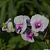 Dendrobium Kaidao UA56 / 100 Seedlings