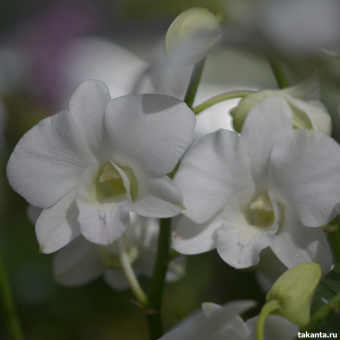 Dendrobium White OT241 / 20 Blooming Plants
