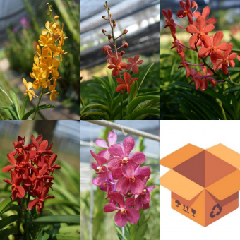 Wholesale Mokara Hybrids Assorted Color / 50 flowering plants